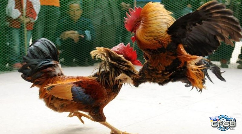 Giao diện của Đa Gà 68 được thiết kế rất đơn giản