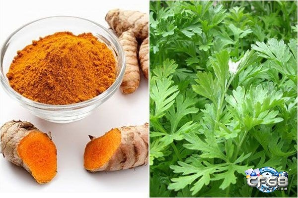 Om gà là một cách chăm sóc gà đá sau khi thi đấu hiệu quả