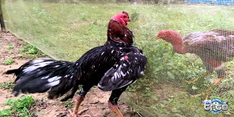 Cho gà tập luyện nếu sức khỏe đã có dấu hiệu tốt lên