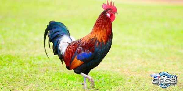 cần chú ý các điểm sau khi thực hiện Cách vỗ béo gà đá