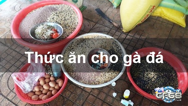 Bổ sung đầy đủ dinh dưỡng để gà đá mau lớn và khỏe mạnh