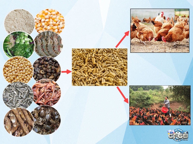 Khi nuôi gà đá đẹp nên sử dụng các thức ăn đầy đủ các chất dinh dưỡng