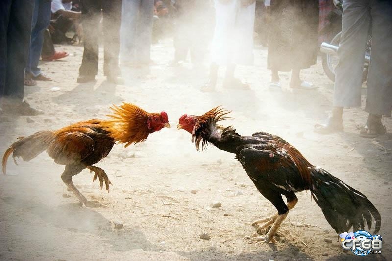 Những trận đấu đá gà cựa sắt luôn có sự kịch tính và gay cấn