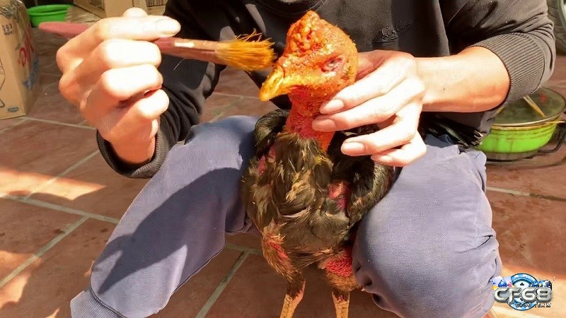 Sử dụng bài thuốc dân gian để om bóp cho gà