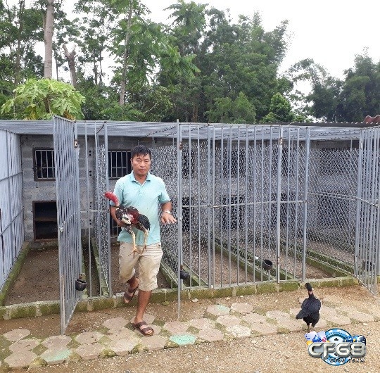 Trại gà nòi Phụng Hoàng - Cao Lãnh chuyên cung cấp gà nòi chất lượng
