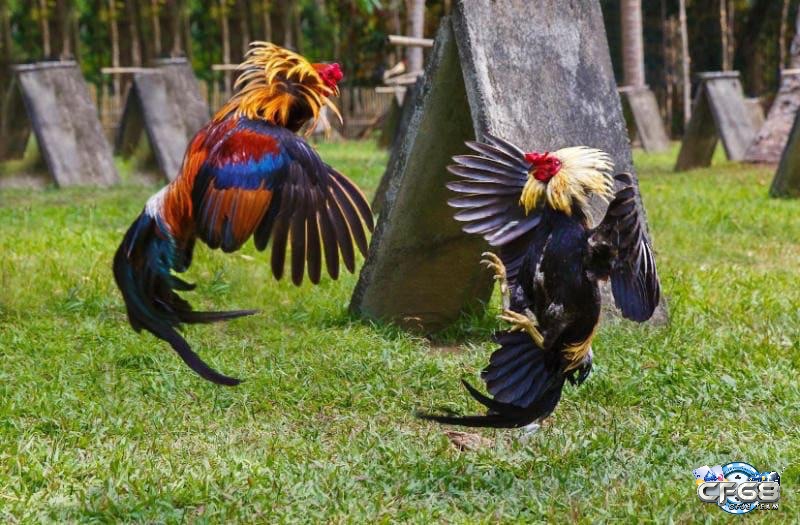 Khám phá các loại đòn của gà phổ biến nhất hiện nay