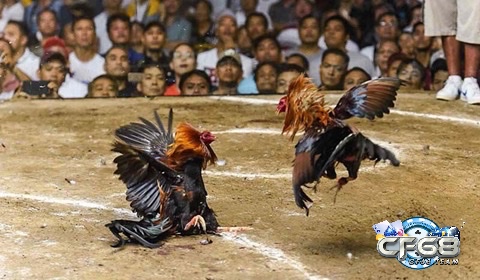 Khám phá các kỹ thuật đòn đá gà nâng cao từ các tay chơi chuyên nghiệp
