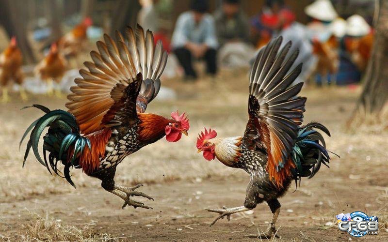 Cùng cf68 tìm hiểu về kỹ thuật ra đòn gà đá nhé