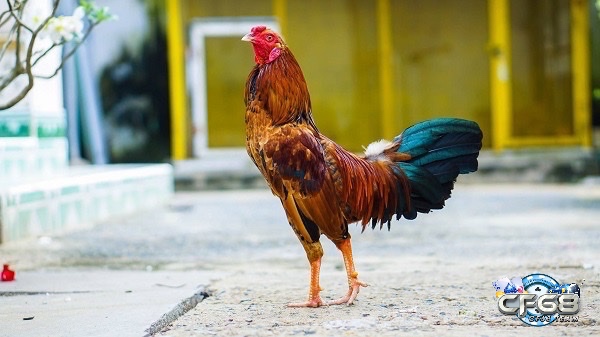 Cùng cf68 khám phá các kinh nghiệm nuôi gà đá từ chuyên gia nhé