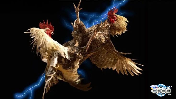 Những câu hỏi thường hay gặp về luật chơi đá gà Philippines