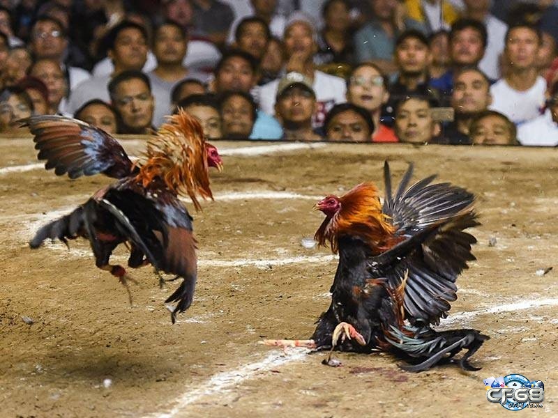 Cách quản lý tiền vốn khi cá cược đá gà cần phải biết phân bổ thông minh cho từng trận đấu