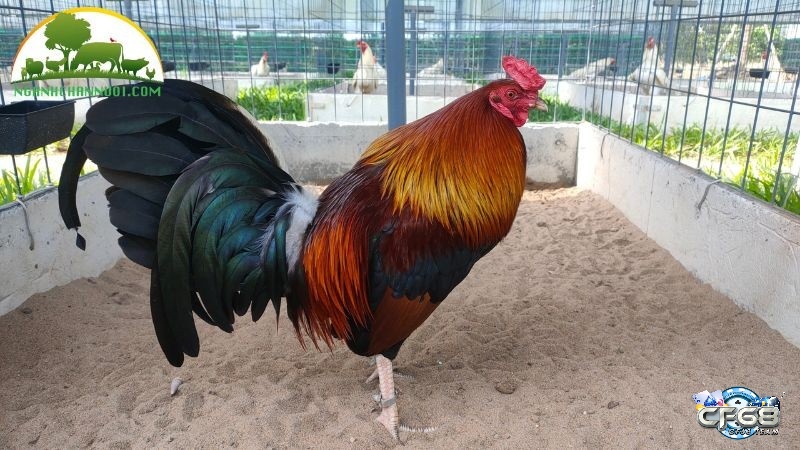 Việc chọn gà Peru cần dựa vào tiêu chí ngoại hình, nguồn gốc và sự cân đối tổng thể