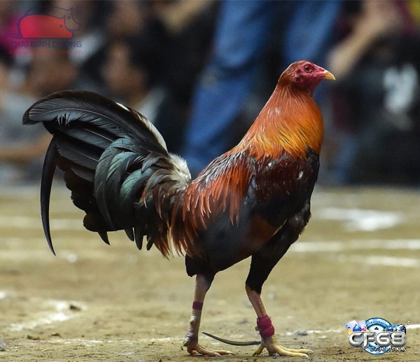 Gà giống chất lượng cao thường có lý lịch rõ ràng, xương chắc khỏe và lông mượt