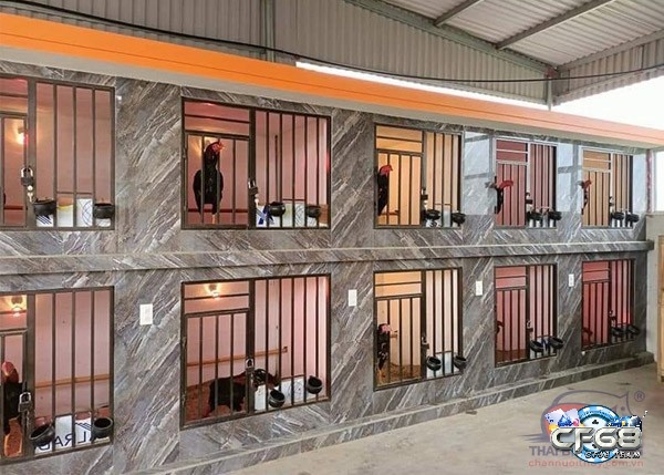 Chuồng gà cần thông thoáng, sạch sẽ và phân khu hợp lý để đảm bảo sức khỏe cho gà Peru.