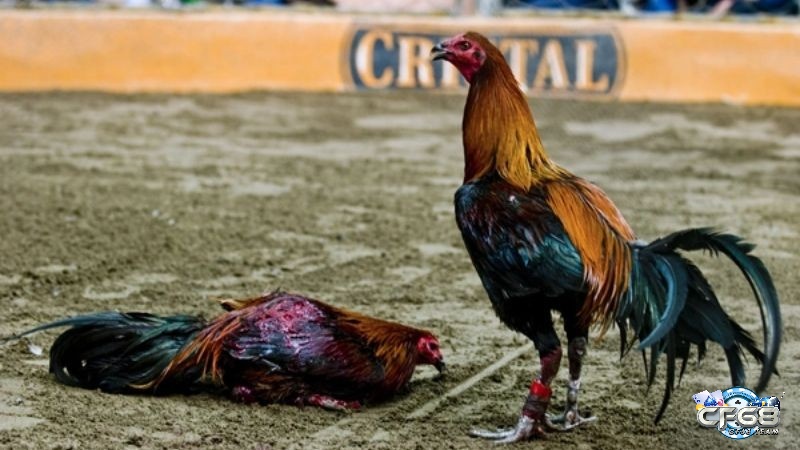 Đá gà Peru mang đặc trưng pha trộn giữa dòng gà chiến châu Âu và bản địa Nam Mỹ