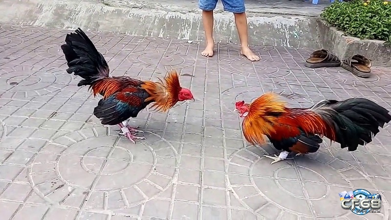 So với các giống gà khác thì gà tre này có lợi thế về sự nhanh nhẹn và kỹ thuật tấn công tinh tế nhiều hơn