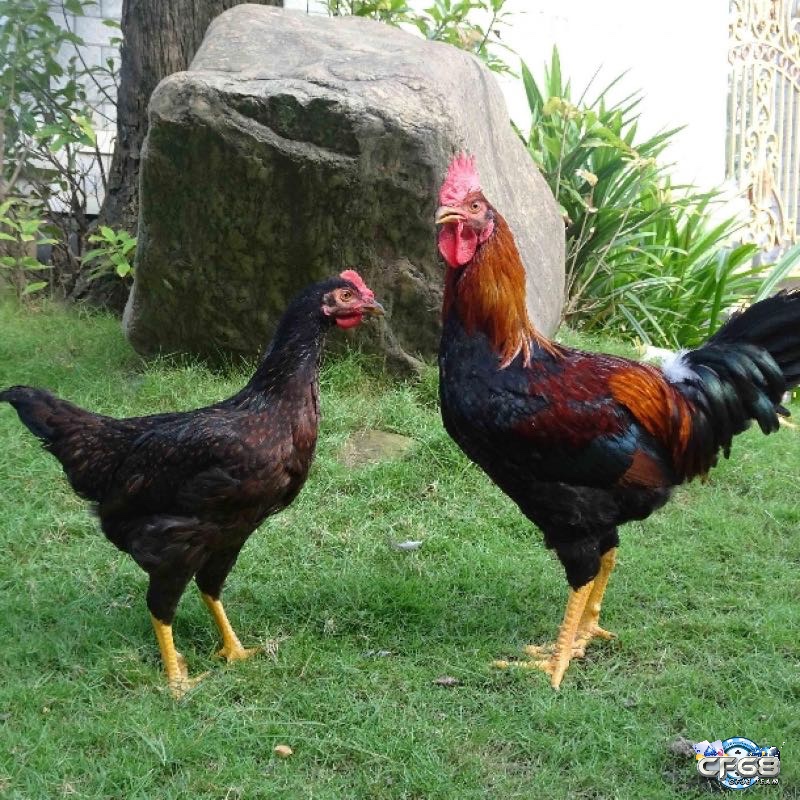 Gà đá lai – kết quả của quá trình lai tạo nhằm tối ưu hóa tốc độ, sức bền và kỹ thuật chiến đấu.