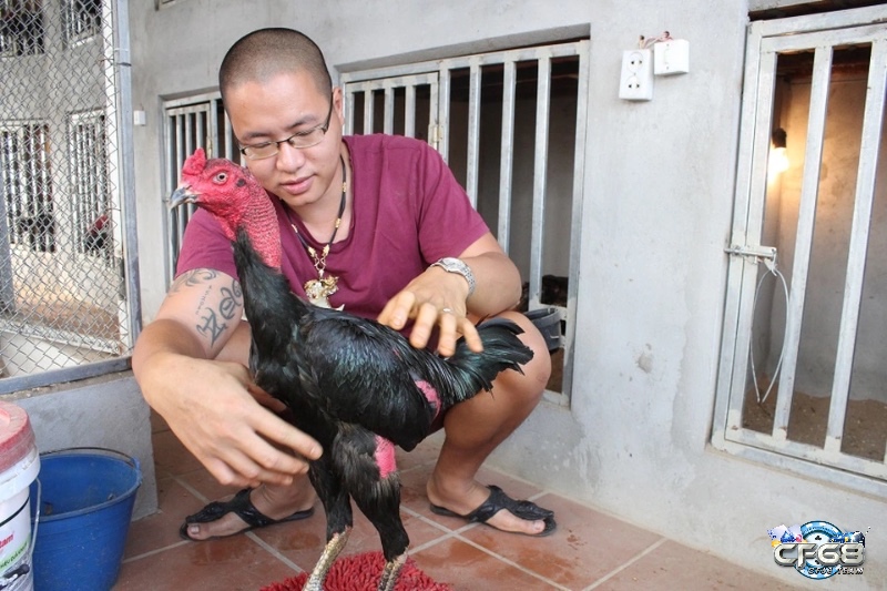 Gà đá chất lượng thường có thân hình săn chắc, mắt sáng, chân vững và bộ lông bóng mượt – phản ánh sức khỏe và khả năng thi đấu tốt.