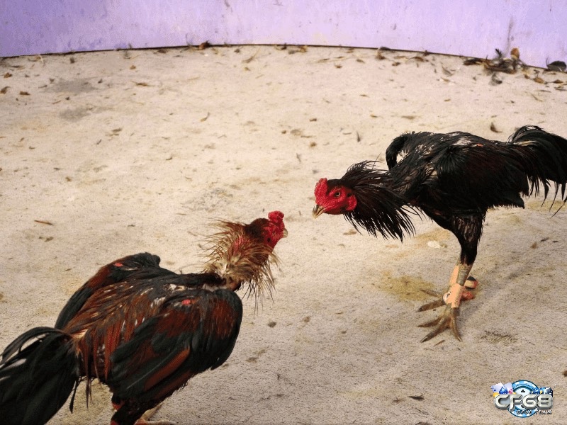 Lựa chọn giống gà đá phù hợp và phân biệt gà thuần chủng – lai dựa trên nguồn gốc, hình thể và đặc điểm di truyền.