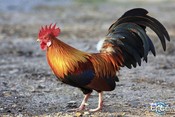 Tìm hiểu mơ thấy gà trống trong nhiều hoàn cảnh khác nhau để có cái nhìn rõ nét
